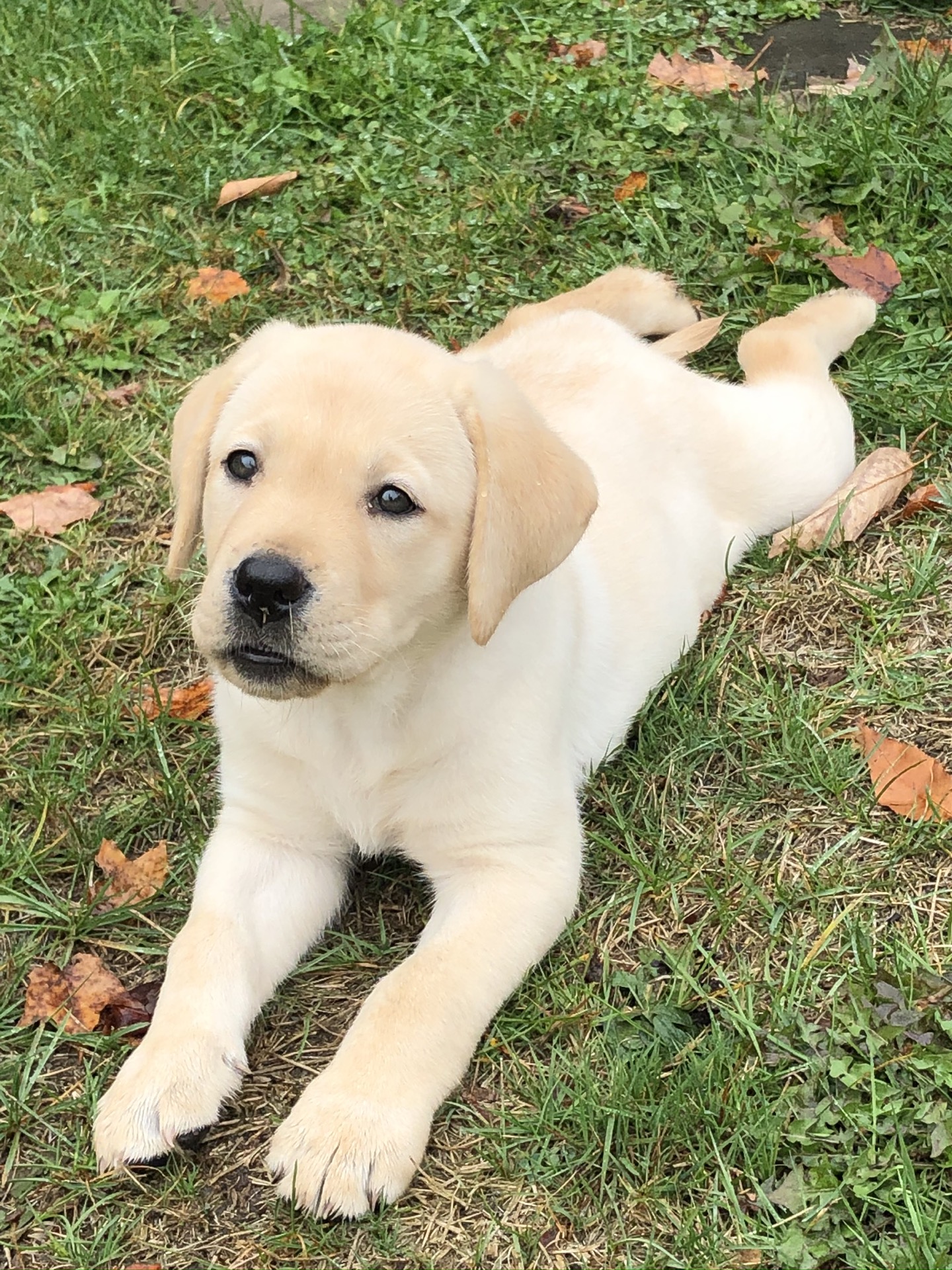 Catskill Mountain Labradors breeding dog